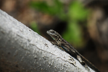 Close-up of a small lizard perched on a tree branch, blending into its natural environment. The blurred green background highlights the lizard’s textured skin and natural camouflage
