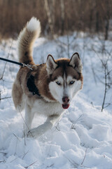siberian husky in snow
