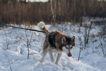 siberian dog