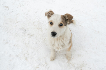 Lovely puppy looking into the camera. Winter season