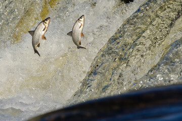 Fishes go for spawning upstream. Vimba jumps over waterfall on the Venta River, Kuldiga, Latvia.