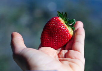 ripe strawberry lying on a woman's palm 