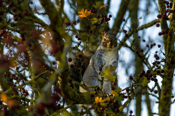 Grey squirrel sitting on a branch collecting food, british rodent in wildlife