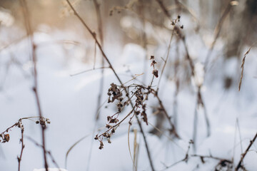 snow on the branches of a tree