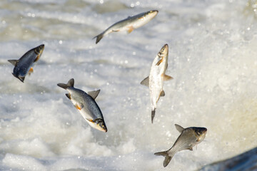 Fishes go for spawning upstream. Vimba jumps over waterfall on the Venta River, Kuldiga, Latvia.