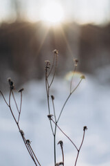 Obraz premium flower covered with snow in sun lights