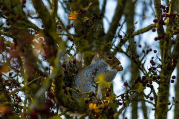 Grey squirrel sitting on a branch collecting food, british rodent in wildlife