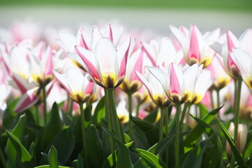 Fototapeta premium pink and white tulips