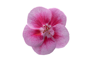 Close-up of pink geranium flower, isolated on white. Full cut, blank for the designer. Geranium flower texture.