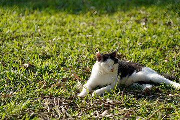 芝生の上で日向ぼっこする猫　ハチワレ