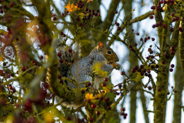Grey squirrel sitting on a branch collecting food, british rodent in wildlife