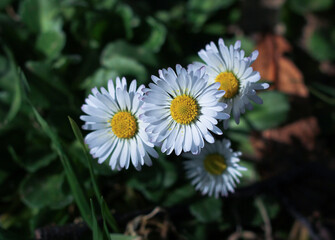 Obraz premium blooming spring daisies in green grass 
