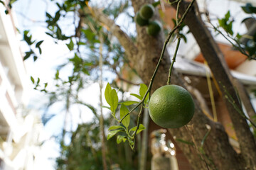 軒先に実るシークヮーサー