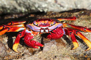 rote_Klippenkrabbe