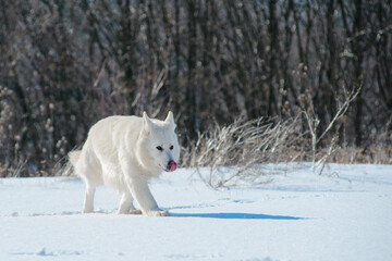 Obraz na płótnie Canvas The white wolf went hunting on a snowy day
