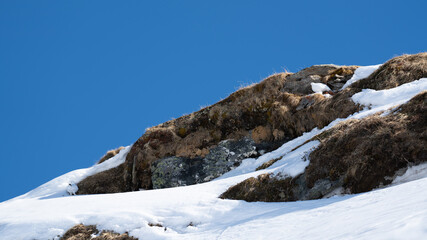 a pair of Rock Ptarmigan female and male on the snow capped alps with clear blue sky in the background 