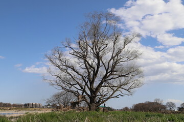 木と青空