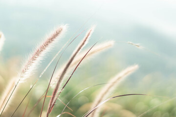 Green grass background flowers on the mountain