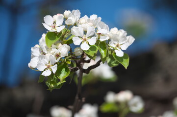 blooming apple tree