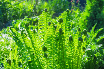 Bright green fern (Latin: Matteuccia struthiopteris) leaves. Fern glade in the forest. Leafs fern close up.