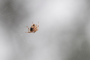 hentz orb weaver spider clams it's prey