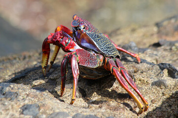rote_Klippenkrabbe
