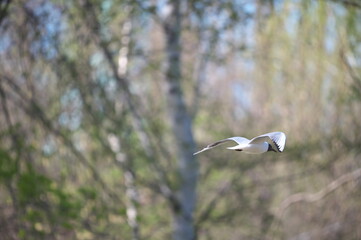 seagull in flight