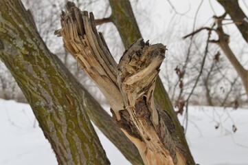 a chopped off old tree against the backdrop of a cold winter and it dies