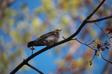 blackbird mountain ash