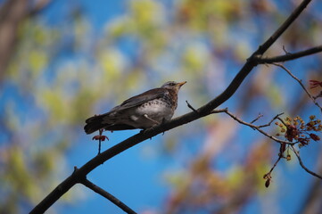 blackbird mountain ash