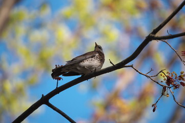 blackbird mountain ash