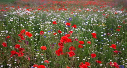 Fototapeta premium Colorful landscape of natural flower meadows in red - white - green tones. wildflowers, wild grasses in flower field. Floral background, poppies, chamomile and cornflowers. banner, selective focus