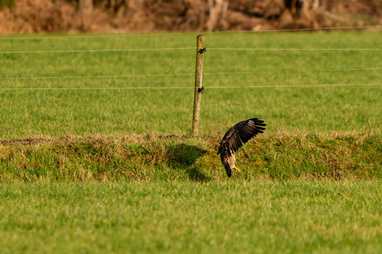 Large bird of prey flies above a ditch in a meadow and hunts for food. Shadow on grass. Majestic brown-feathered buzzard with a forest in the background