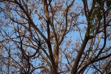 branches against blue sky