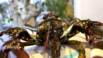 Focus on the head of a lobster