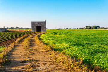 Fototapeta na wymiar Panoramic view of a cultivated field of vegetables with an old abandoned farmhouse in Monopoli (Bari - Apulia) - Typical spring landscape in southern Italy (Puglia).