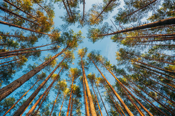Autumn Forest At Sunset Evening. Beautiful Pine Trunks In Summer Coniferous Woods. Looking Up
