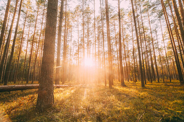 Fototapeta premium Beautiful Sunset In Autumn Coniferous Forest. Sunlight Through Woods In Fall Forest Landscape. Moss Ground
