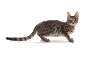 Silver blue Snow spotted Bengal