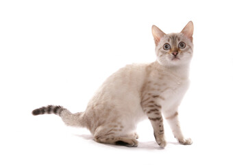 Blue eyed Snow spotted Bengal