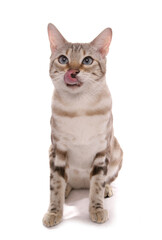Fototapeta na wymiar blue eyed snow marbled bengal adult cat