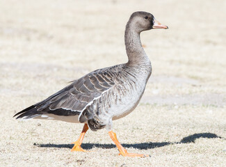 White fronted goose
