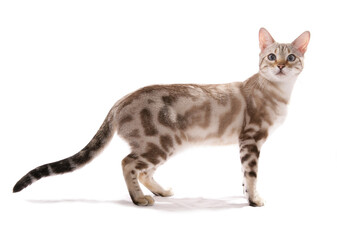 Blue eyed snow marbled bengal cat