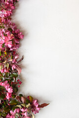 Vertical border of blossom pink apple tree flowers of on white table. Copy space.