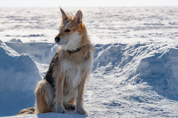 Fototapeta premium Funny dog on a background of snow 