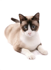snowshoe adult cat