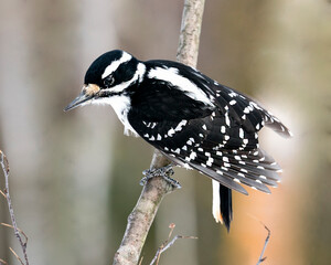 Woodpecker Stock Photos. Close-up profile view climbing tree branch and displaying feather plumage in its environment and habitat in the forest with a blur background. Image. Picture. Portrait.