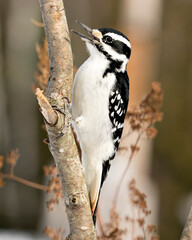 Woodpecker Stock Photos. Close-up profile view climbing tree branch and displaying feather plumage in its environment and habitat in the forest with a blur foliage background. Image. Picture. 
