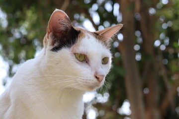 A sitting cat looking at things With calmness or daydreaming.