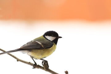 Obraz premium A great tit sits on a branch on a white-red blurred background...